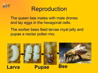 Reproduction Larva Bee Pupae The queen bee mates with male drones and lay eggs in the hexagonal cells. The worker bees feed larvae royal jelly and pupae a nectar pollen mix. 