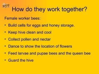 How do they work together? Female worker bees:  Build cells for eggs and honey storage. Keep hive clean and cool Collect pollen and nectar Dance to show the location of flowers Feed larvae and pupae bees and the queen bee Guard the hive 