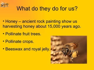 What do they do for us? Honey – ancient rock painting show us harvesting honey about 15,000 years ago. Pollinate fruit trees.  Pollinate crops. Beeswax and royal jelly. 