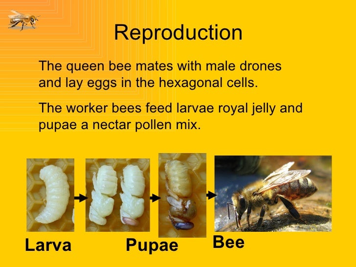 Bees