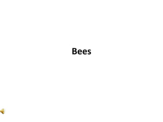 Bees,[object Object]