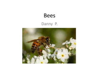 Bees  Danny  P.   