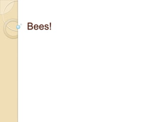 Bees! 