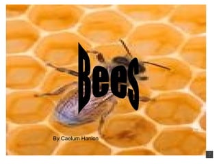 Bees By Caelum Hanlon 