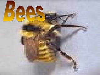 Bees 