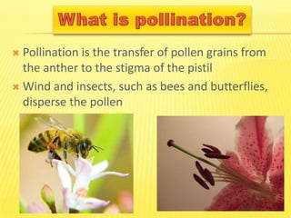 Bees | PPT
