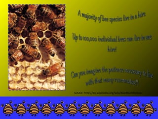 SOUCE: http://en.wikipedia.org/wiki/Bee#Bumblebees

 