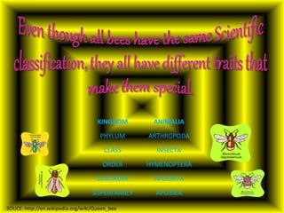 KINGDOM

ANIMALIA

PHYLUM

ARTHROPODA

CLASS

INSECTA

ORDER

HYMENOPTERA

SUBORDER

APOCRITA

SUPERFAMILY

APOIDEA

SOUCE: http://en.wikipedia.org/wiki/Queen_bee

 