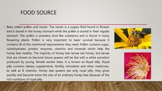 Bees Anatomy PPTX bees-anatomy-pptx