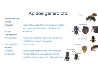 bees.pdf