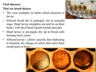 BEES: seasonal management of honey Bees.pptx