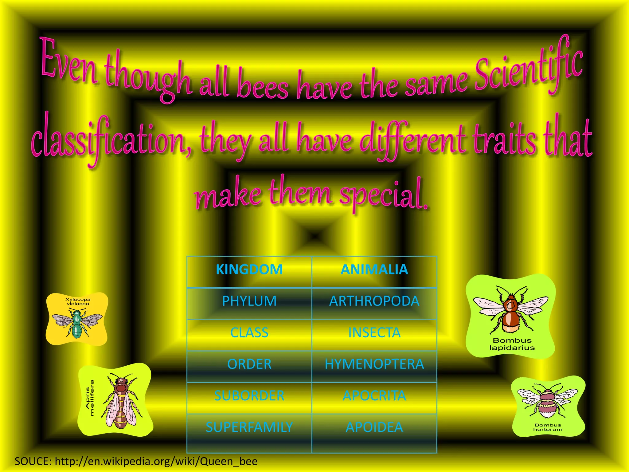 KINGDOM ANIMALIA
PHYLUM ARTHROPODA
CLASS INSECTA
ORDER HYMENOPTERA
SUBORDER APOCRITA
SUPERFAMILY APOIDEA
SOUCE: http://en.wikipedia.org/wiki/Queen_bee