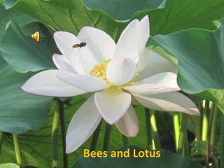 Bees and Lotus 