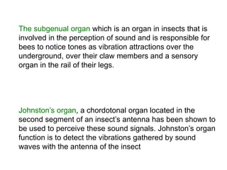 Bees and senses | PPTX