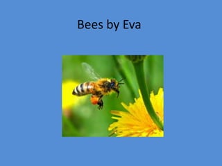 Bees by Eva
 