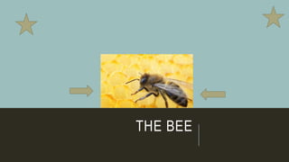 THE BEE
 