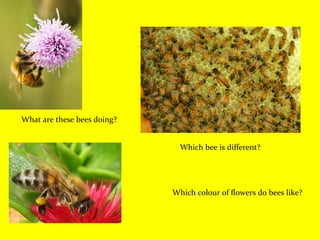 Which bee is different? What are these bees doing? Which colour of flowers do bees like? 