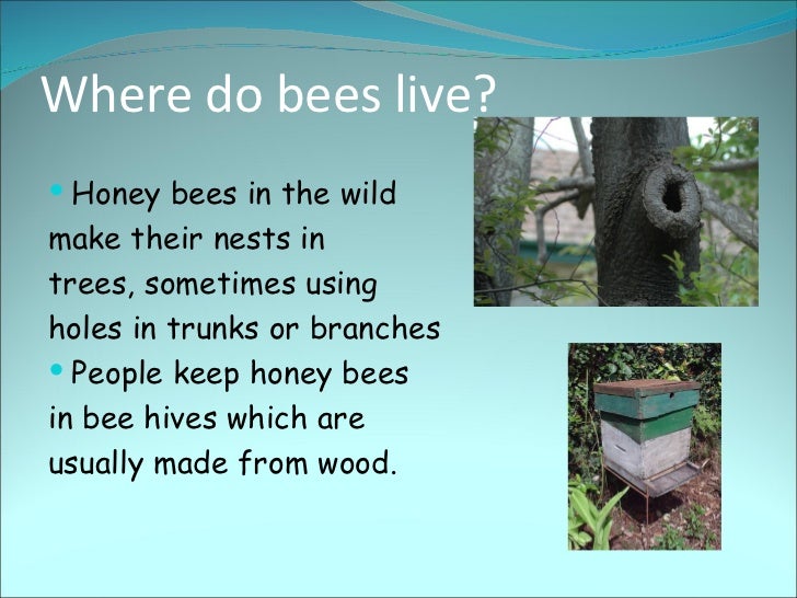 Bees powerpoint1