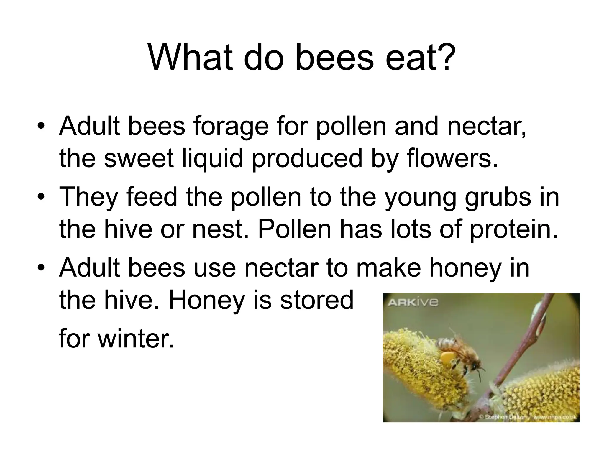 Bee Fodder Bees powerpoint all about bees for 1.1.ppt
