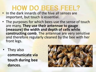 Bees senses