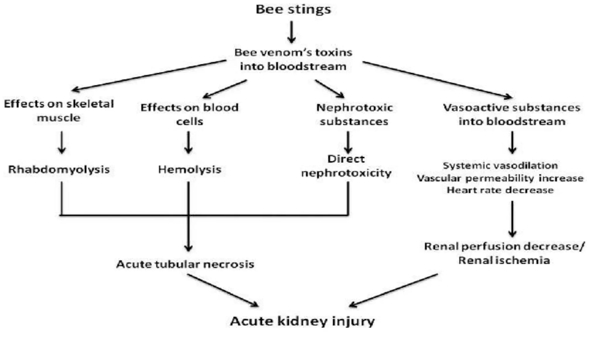 Bee sting MANAGEMENT | PPTX