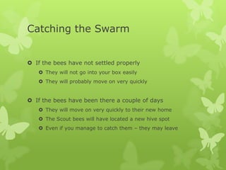 Catching the Swarm
 If the bees have not settled properly
 They will not go into your box easily
 They will probably move on very quickly

 If the bees have been there a couple of days
 They will move on very quickly to their new home
 The Scout bees will have located a new hive spot
 Even if you manage to catch them – they may leave

 