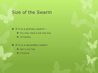 Size of the Swarm

 If it is a primary swarm –
 You may need a full size box
 10 frames

 If it is a secondary swarm
 Use a nuc box
 5 frames

 