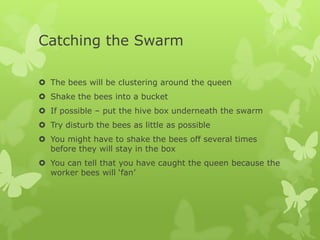 Catching the Swarm
 The bees will be clustering around the queen

 Shake the bees into a bucket
 If possible – put the hive box underneath the swarm
 Try disturb the bees as little as possible
 You might have to shake the bees off several times
before they will stay in the box
 You can tell that you have caught the queen because the
worker bees will ‘fan’

 