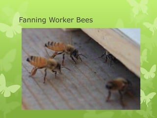 Fanning Worker Bees

 