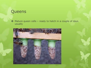 Queens
 Mature queen cells – ready to hatch in a couple of days
usually

 