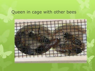 Queen in cage with other bees

 