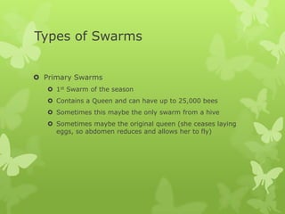 Types of Swarms
 Primary Swarms
 1st Swarm of the season

 Contains a Queen and can have up to 25,000 bees
 Sometimes this maybe the only swarm from a hive
 Sometimes maybe the original queen (she ceases laying
eggs, so abdomen reduces and allows her to fly)

 