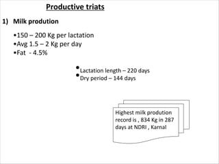 Productive triats
1) Milk prodution
•150 – 200 Kg per lactation
•Avg 1.5 – 2 Kg per day
•Fat - 4.5%
Highest milk prodution
record is , 834 Kg in 287
days at NDRI , Karnal
•Lactation length – 220 days
•Dry period – 144 days
 