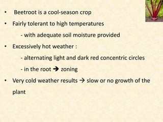 Beet root | PPTX