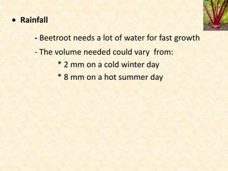 Beet root | PPTX