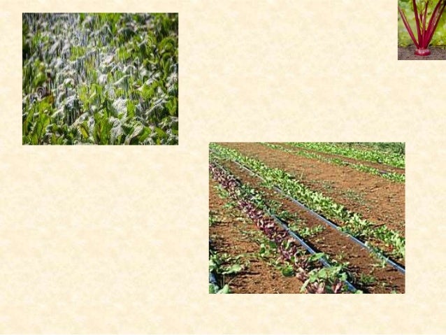 beet seedlings decay at soil line beet seedlings decay at soil line