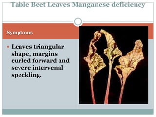 Beet root Physiological Disorder By Mr. Allah Dad Khan Provincial ...