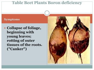 Beet root Physiological Disorder By Mr. Allah Dad Khan Provincial ...