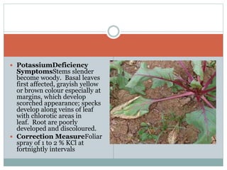 Beet root Physiological Disorder By Mr. Allah Dad Khan Provincial ...