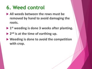 6. Weed control 
 All weeds between the rows must be 
removed by hand to avoid damaging the 
roots. 
 1st weeding is done 3 weeks after planting. 
 2nd is at the time of earthing up. 
 Weeding is done to avoid the competition 
with crop. 
 