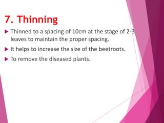 7. Thinning 
 Thinned to a spacing of 10cm at the stage of 2-3 
leaves to maintain the proper spacing. 
 It helps to increase the size of the beetroots. 
 To remove the diseased plants. 
 