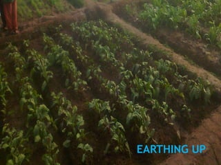 EARTHING UP 
 