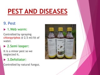 PEST AND DISEASES 
9. Pest 
 1.Web worm: 
Controlled by spraying 
chlorpyriphos @ 2.5 ml/lit of 
water. 
 2.Semi looper: 
It is a minor pest so we 
neglected it. 
 3.Defoliator: 
Controlled by natural fungus. 
 