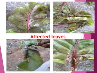 Affected leaves 
 