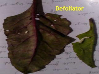 Defoliator 
 