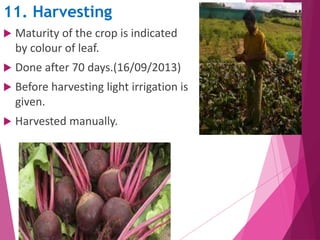 11. Harvesting 
 Maturity of the crop is indicated 
by colour of leaf. 
 Done after 70 days.(16/09/2013) 
 Before harvesting light irrigation is 
given. 
 Harvested manually. 
 
