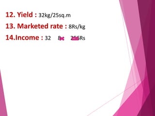 12. Yield : 32kg/25sq.m 
13. Marketed rate : 8Rs/kg 
14.Income : 32 8 256Rs 
 