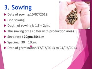 3. Sowing 
 Date of sowing:10/07/2013 
 Line sowing 
 Depth of sowing is 1.5 – 2cm. 
 The sowing times differ with production areas. 
 Seed rate : 20gm/25sq.m 
 Spacing : 30 10cm. 
 Date of germination:17/07/2013 to 24/07/2013 
 