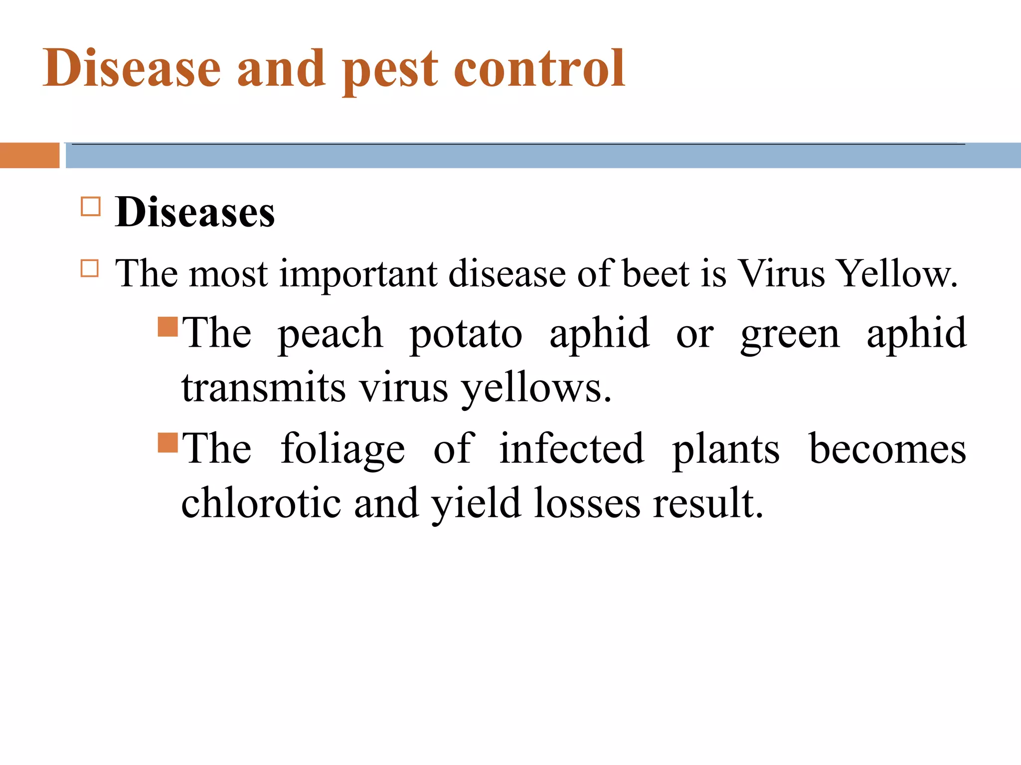  Diseases
 The most important disease of beet is Virus Yellow.
The peach potato aphid or green aphid
transmits virus yellows.
The foliage of infected plants becomes
chlorotic and yield losses result.
Disease and pest control
 