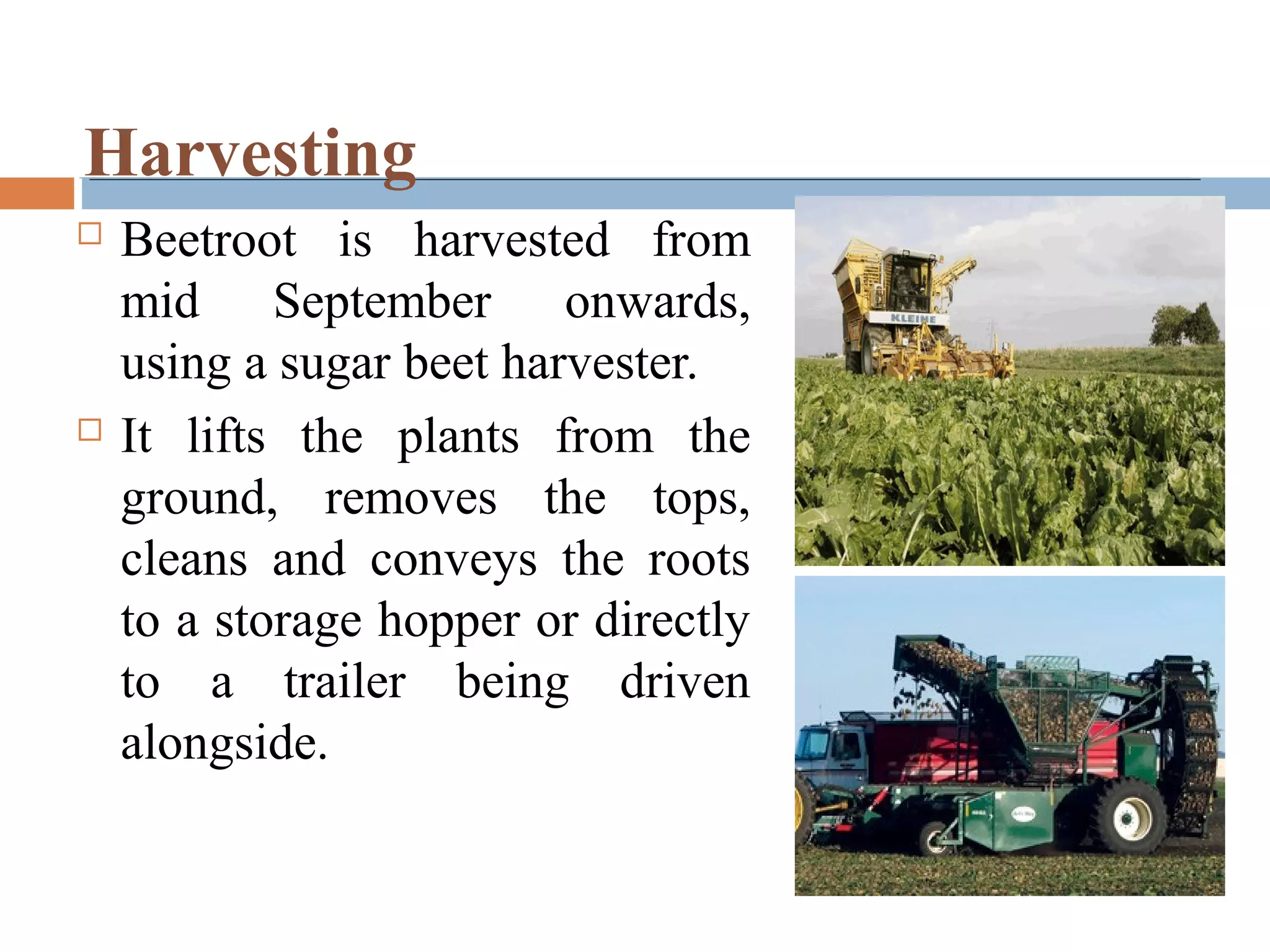 Harvesting
 Beetroot is harvested from
mid September onwards,
using a sugar beet harvester.
 It lifts the plants from the
ground, removes the tops,
cleans and conveys the roots
to a storage hopper or directly
to a trailer being driven
alongside.
 